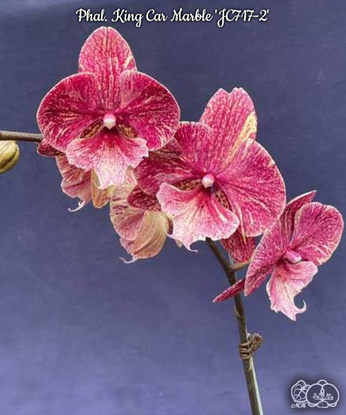 美琪園藝Miki Orchid - 品種詳細頁